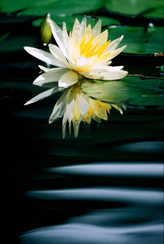 Water Lilly 3