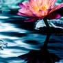 Water Lilly 5