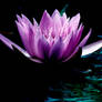 Water Lilly 11