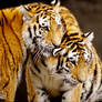 Two Tiger Cubs