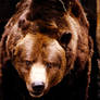 Grizzly Bear 3