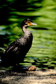 Cormorants