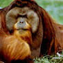 Orangutan