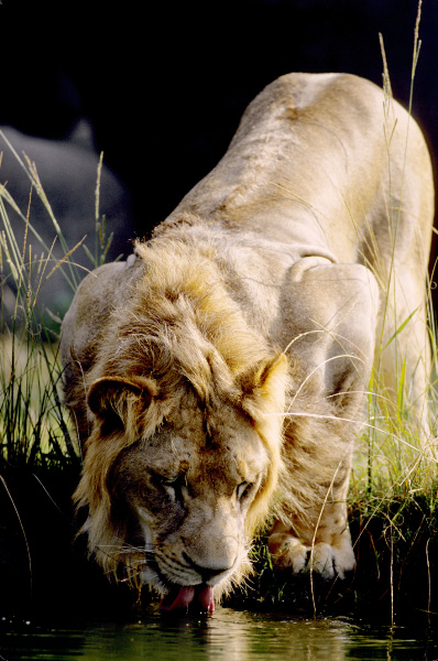 Lion Young Male