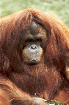 Orangutan 7