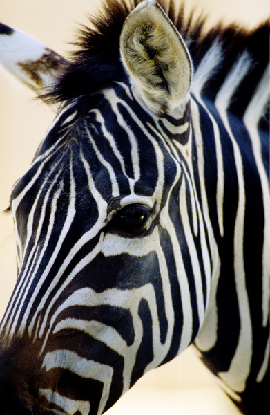 Zebra