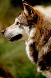 Mexican Wolf