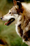 Mexican Wolf 3 by Art-Photo