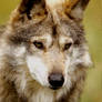 Mexican Wolf 5