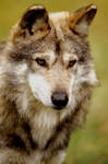 Mexican Wolf 5 by Art-Photo