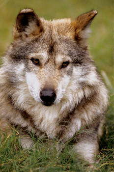 Mexican Wolf 6