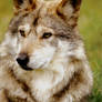 Mexican Wolf 7