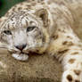 Snow Leopard 2