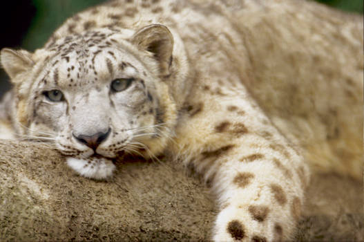 Snow Leopard 2