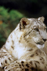 Snow Leopard 5