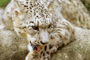 Snow Leopard 6