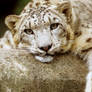 Snow Leopard 12