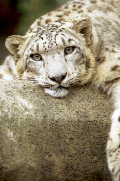 Snow Leopard 13