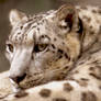 Snow Leopard 17