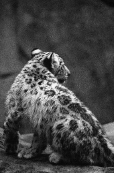 Snow Leopard Cub 2