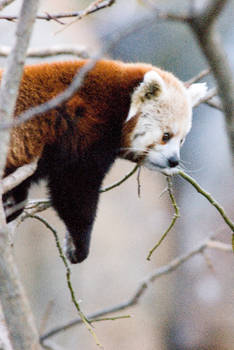 Red Panda