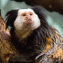 Marmoset