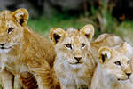 Three Lion Cubs by Art-Photo