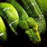 Green Tree Boa Snake 2