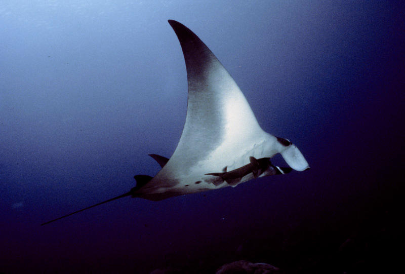 Mandarray Mantaray 1 by Art-Photo on DeviantArt