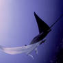 Mantaray 2