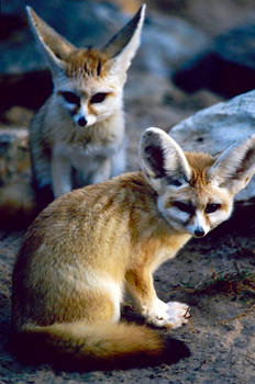 Fennec Fox 3