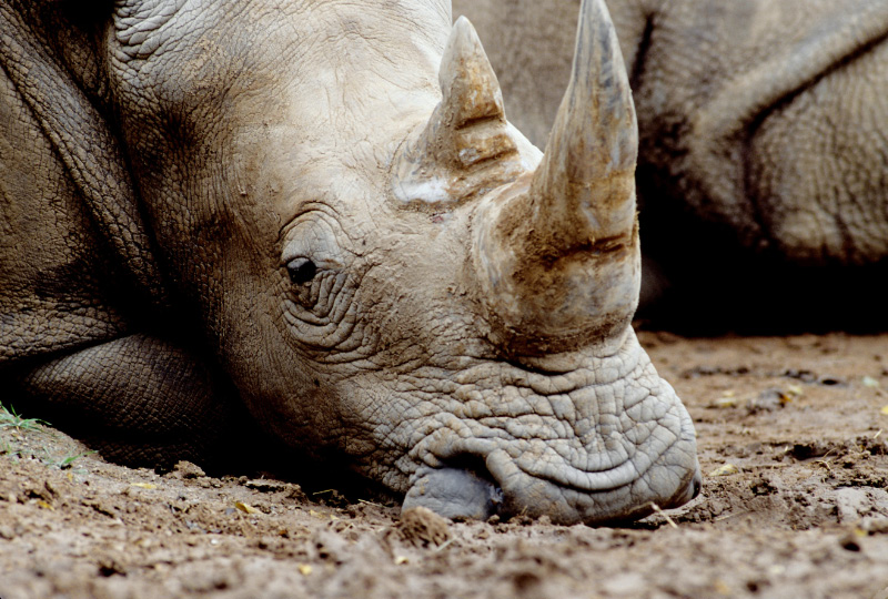 Rhinoceros by Art-Photo