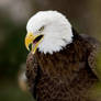 Bald Eagle 9