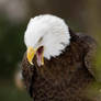 Bald Eagle 10