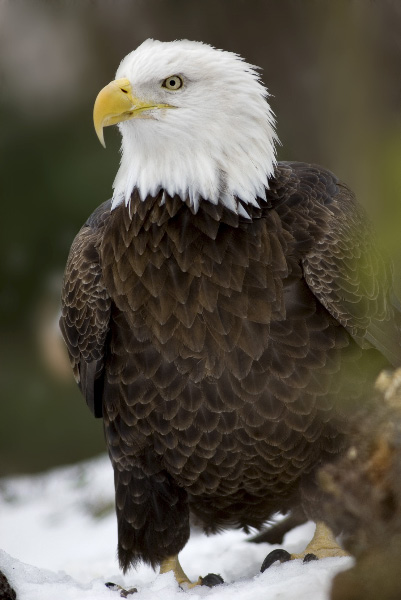 Bald Eagle 13