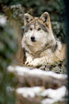 Mexican Wolf 9 by Art-Photo