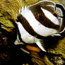 Butterfly Fish