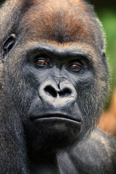 Western Lowland Gorilla