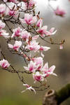 Spring Blossom 2 by Art-Photo