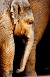 Elephant 7 by Art-Photo