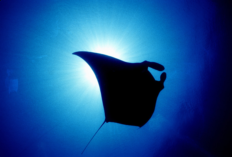 Mantaray 10