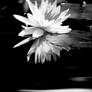 Water Lilly 15