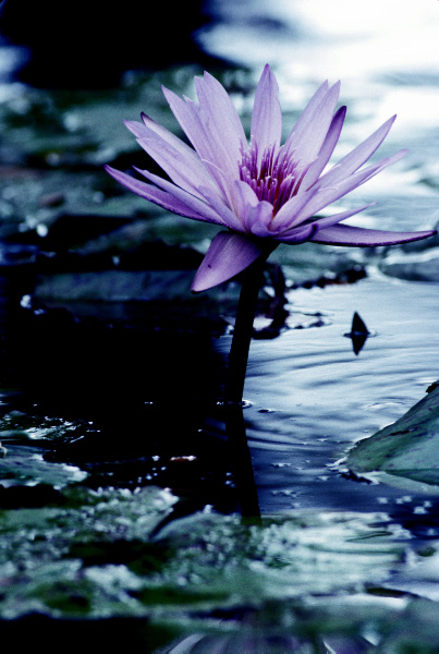 Water Lilly 36