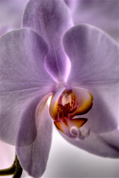 Orchid 18