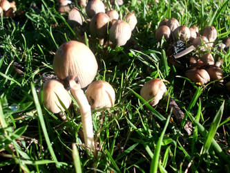 dorset toadstool