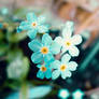 Forget-me-not