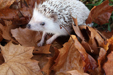 Explore The Best Africanpygmy Art Deviantart