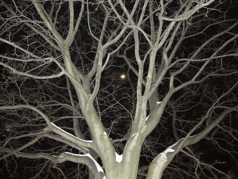 branches by kit-catt on DeviantArt