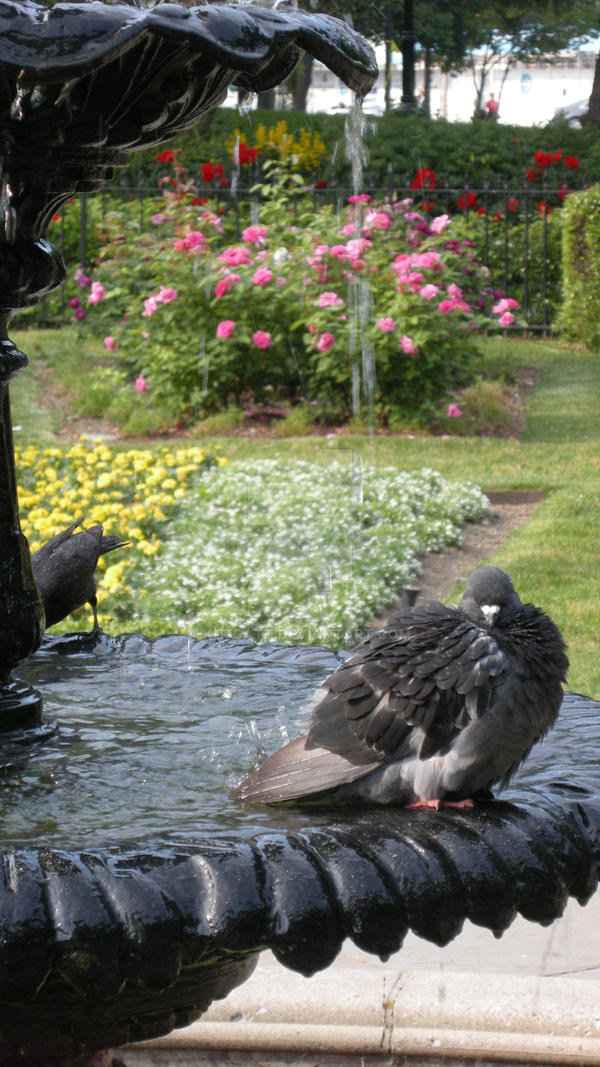 Mr. Pigeon by kit-catt on DeviantArt