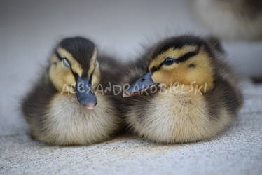 Mallard Brothers